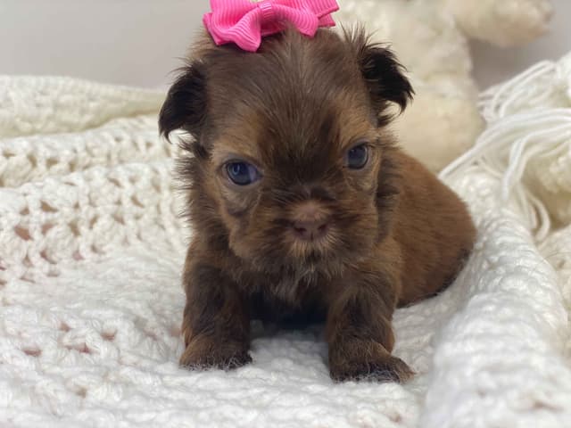 Shih Tzu Puppies media 4