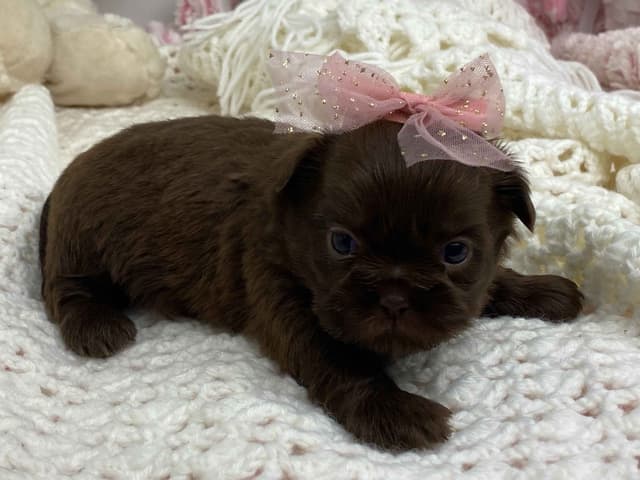 Shih Tzu Puppies media 5