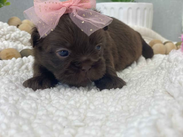 Shih Tzu Puppies media 6