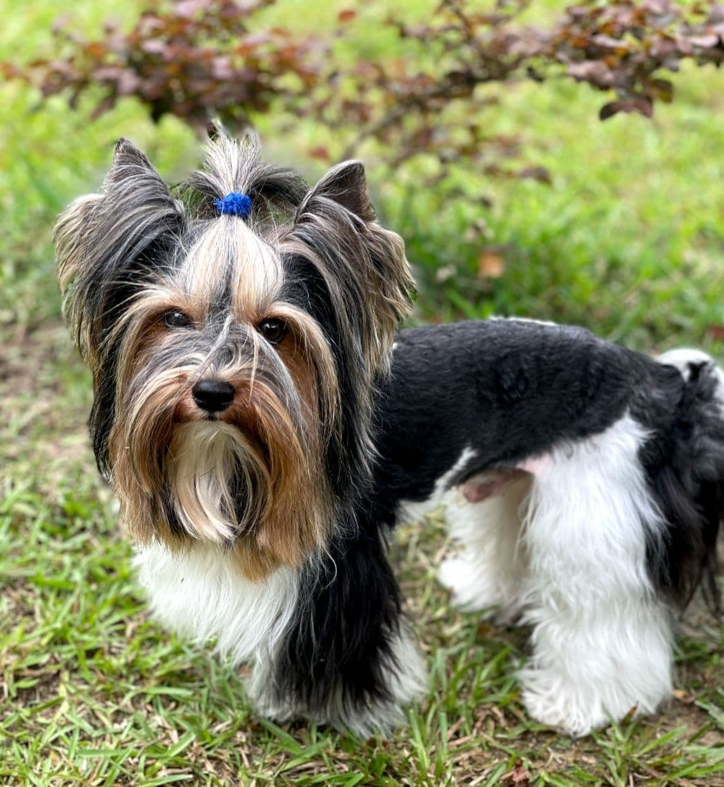 Southeast Biewers breeder image 3