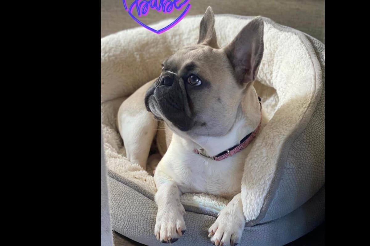 French Bulldog Puppies breeder image 1