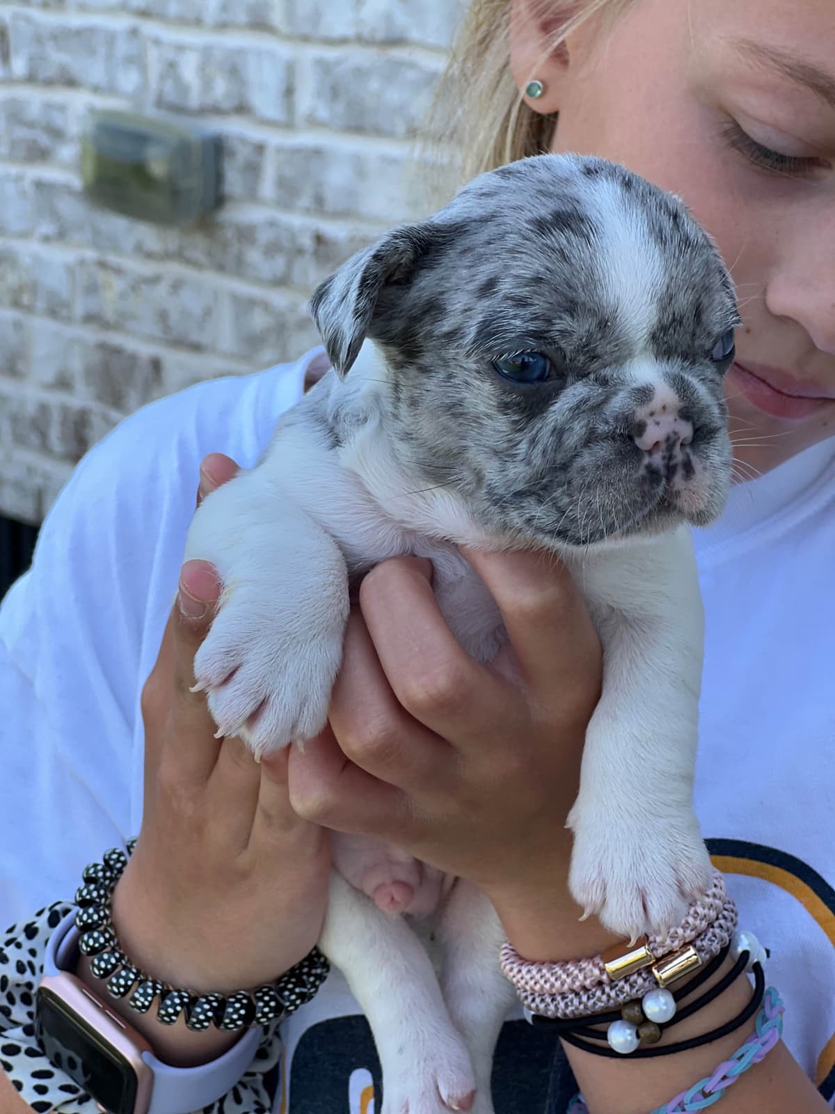 French Bulldog Puppies breeder image 3