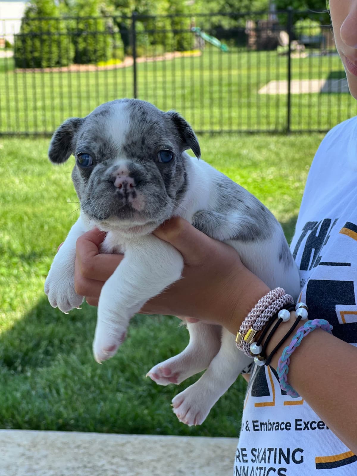 French Bulldog Puppies breeder image 4
