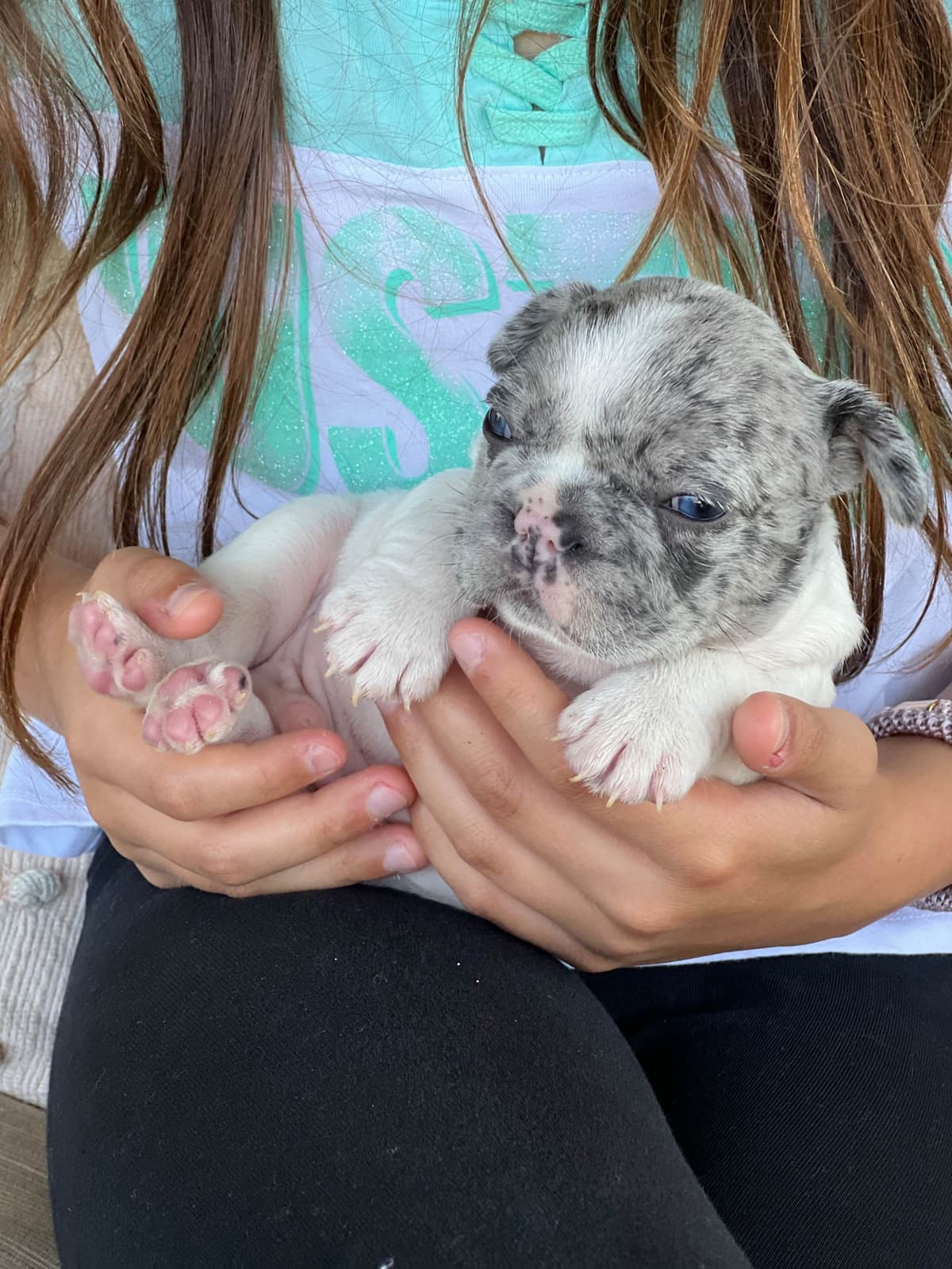 French Bulldog Puppies breeder image 5