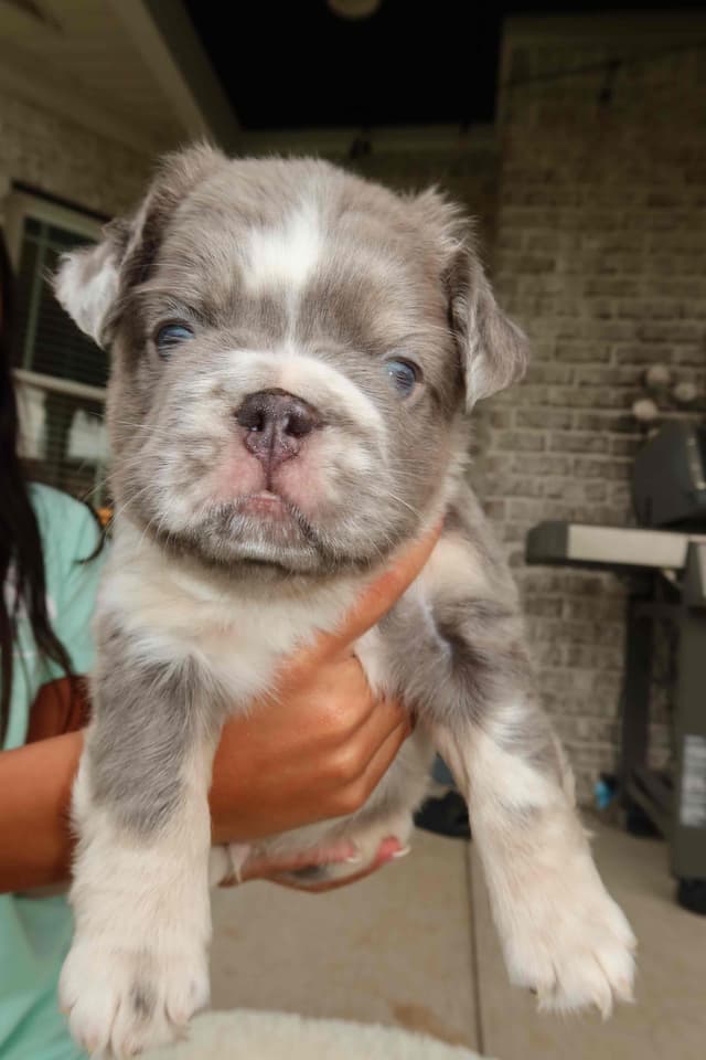 French Bulldog Puppies media 8