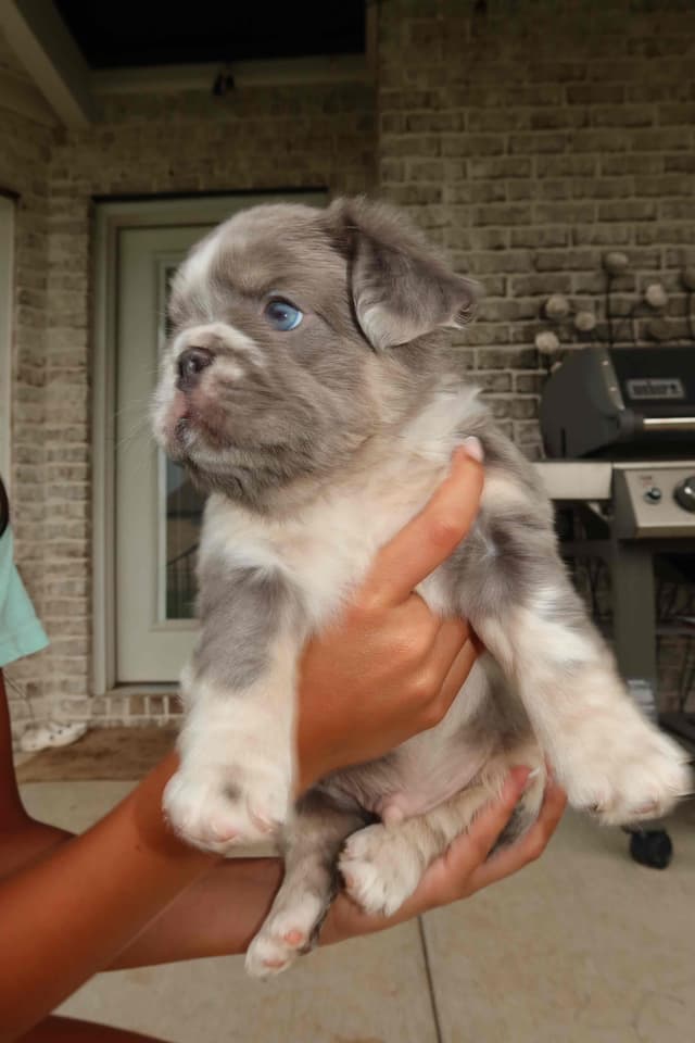 French Bulldog Puppies media 6