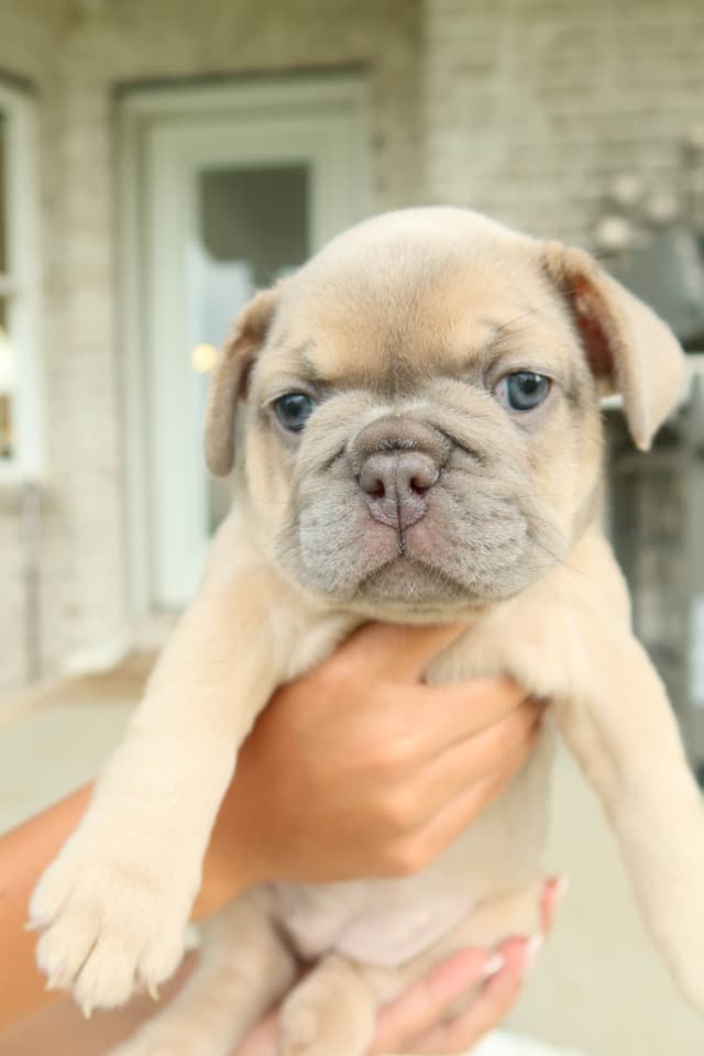 French Bulldog Puppies media 7