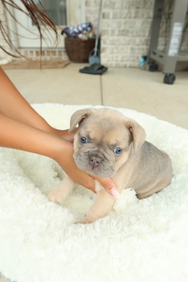 French Bulldog Puppies media 9
