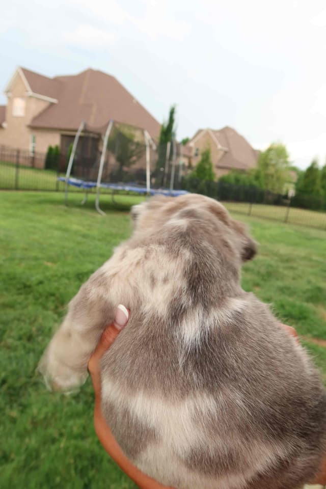 French Bulldog Puppies media 10