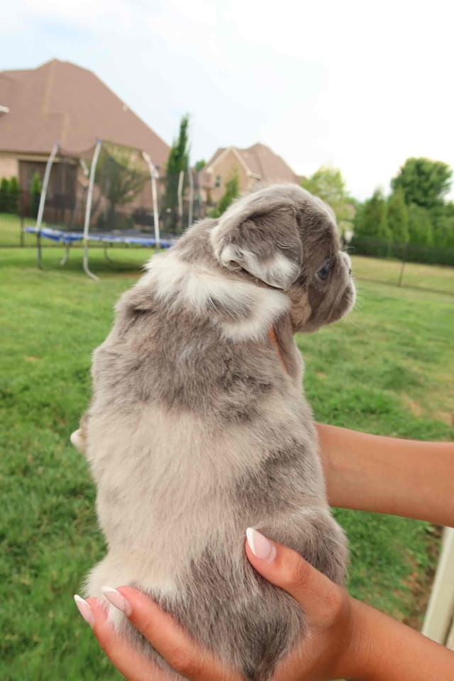 French Bulldog Puppies media 11