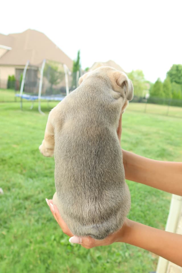 French Bulldog Puppies media 12