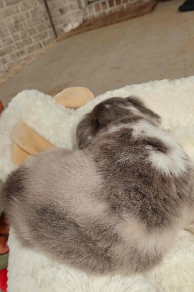 French Bulldog Puppies media 13