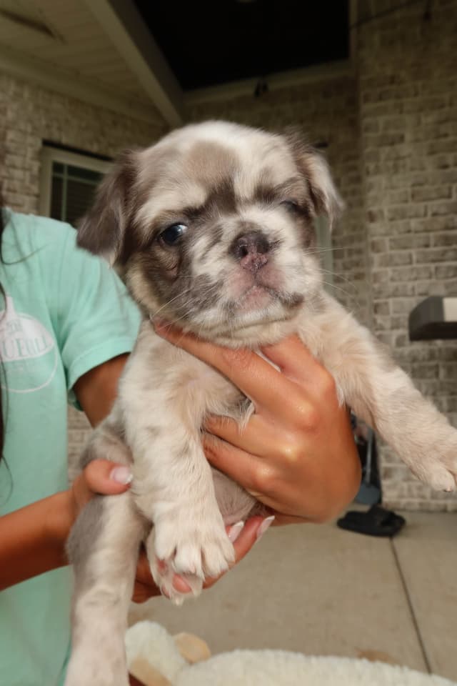 French Bulldog Puppies media 15