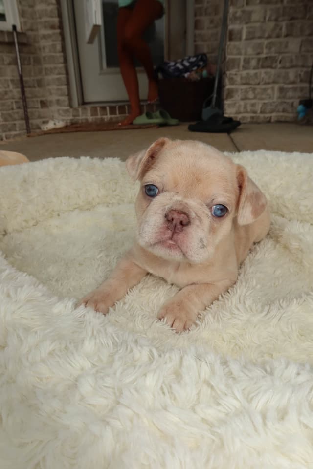 French Bulldog Puppies media 18