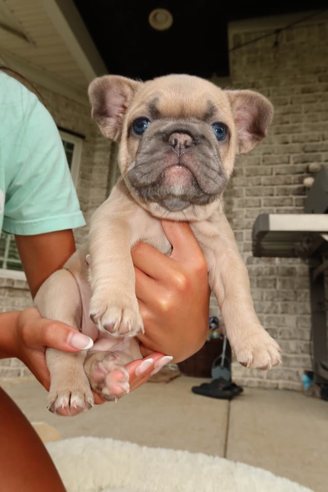 French Bulldog Puppies media 17