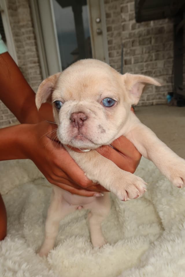 French Bulldog Puppies media 20