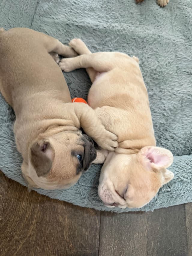 French Bulldog Puppies media 19