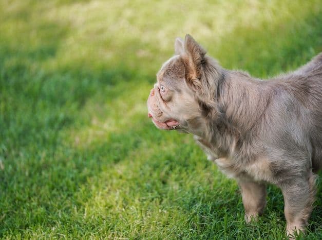 French Bulldog Puppies media 23
