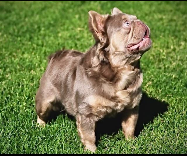 French Bulldog Puppies media 24