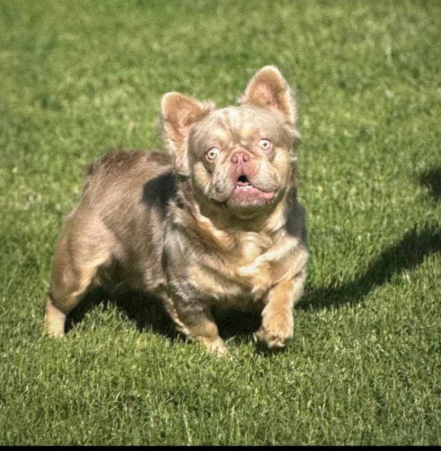 French Bulldog Puppies media 25
