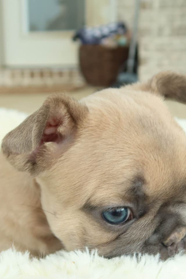 French Bulldog Puppies media 27