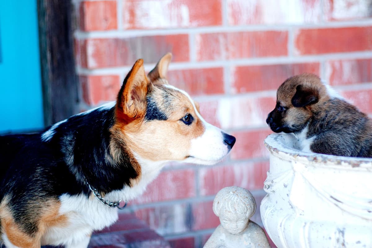 Pembroke Welsh Corgi Puppies breeder image 2