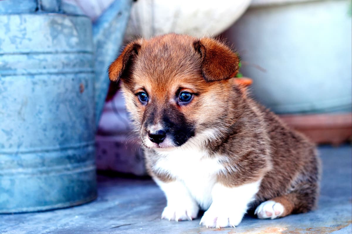 Pembroke Welsh Corgi Puppies breeder image 1
