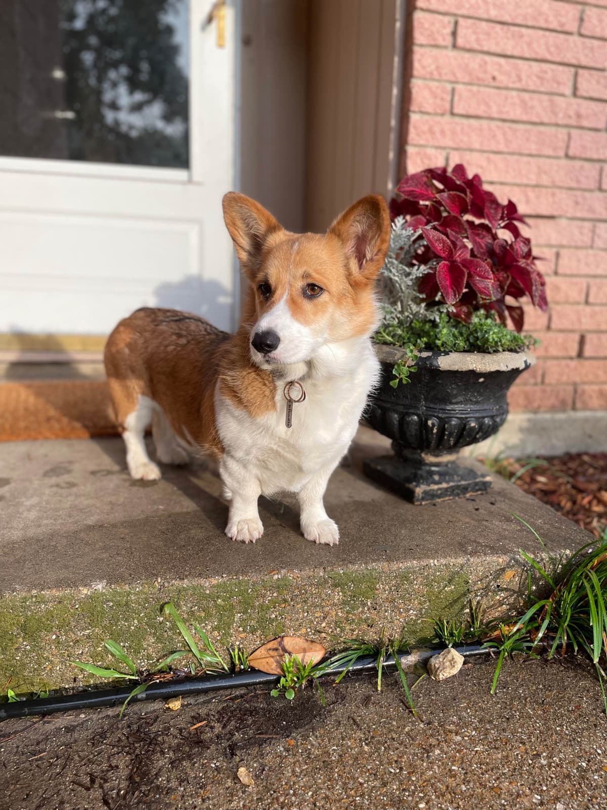 Pembroke Welsh Corgi Puppies breeder image 3