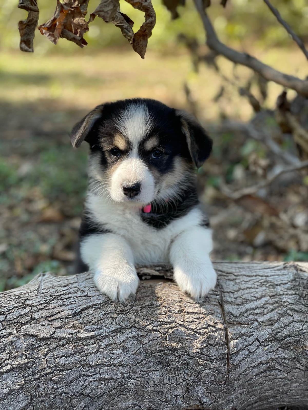 Pembroke Welsh Corgi Puppies breeder image 5