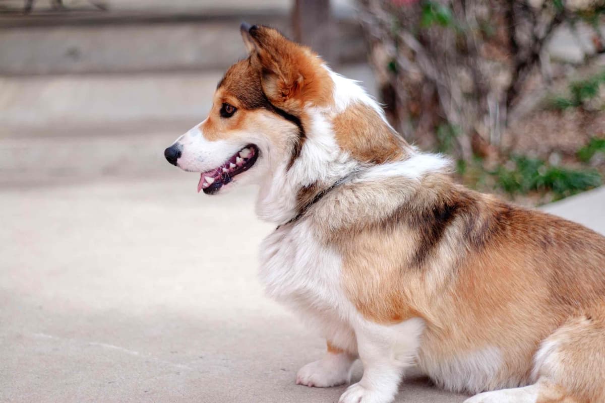 Pembroke Welsh Corgi Puppies breeder image 7