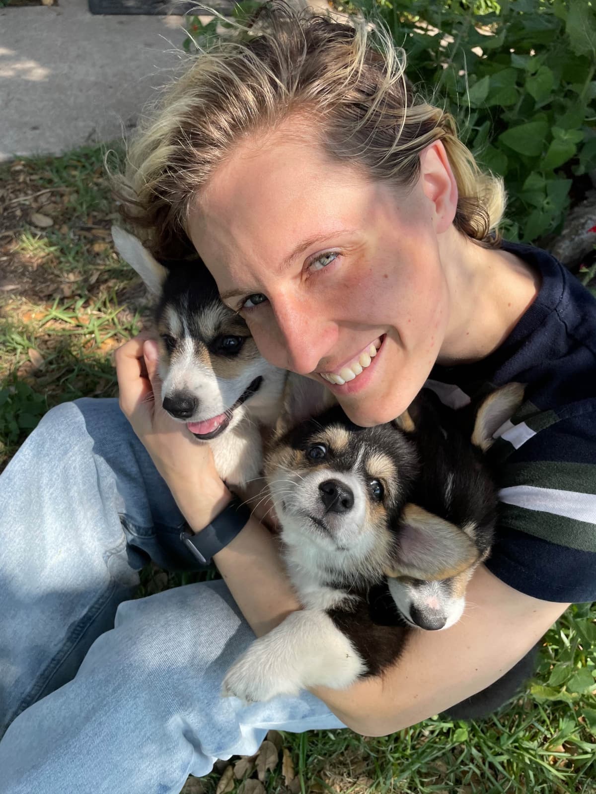 Pembroke Welsh Corgi Puppies breeder image 8