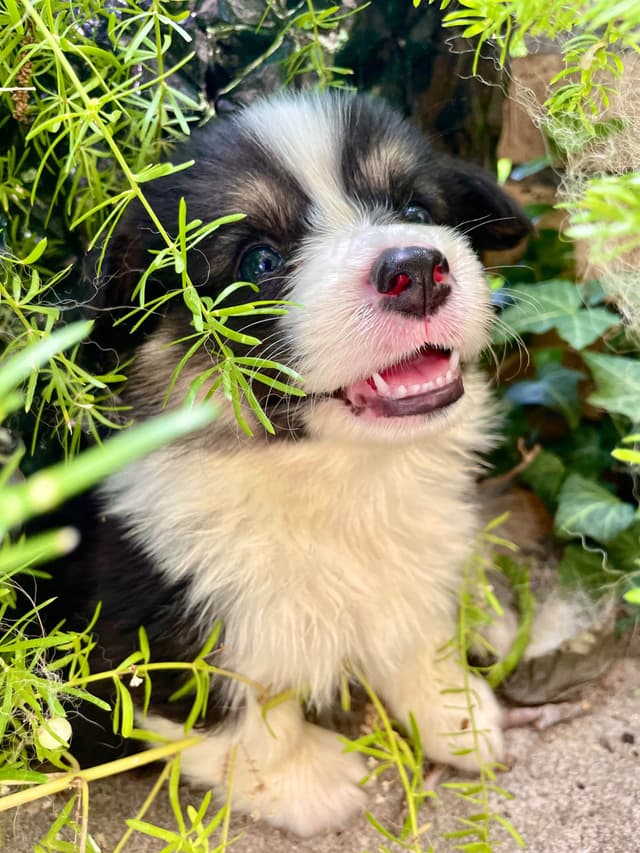 Pembroke Welsh Corgi Puppies media 3