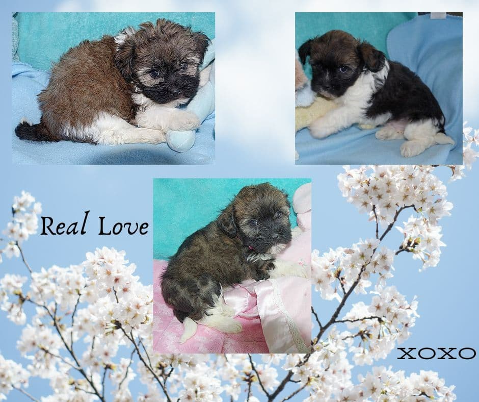 Havanese Puppies breeder image 7
