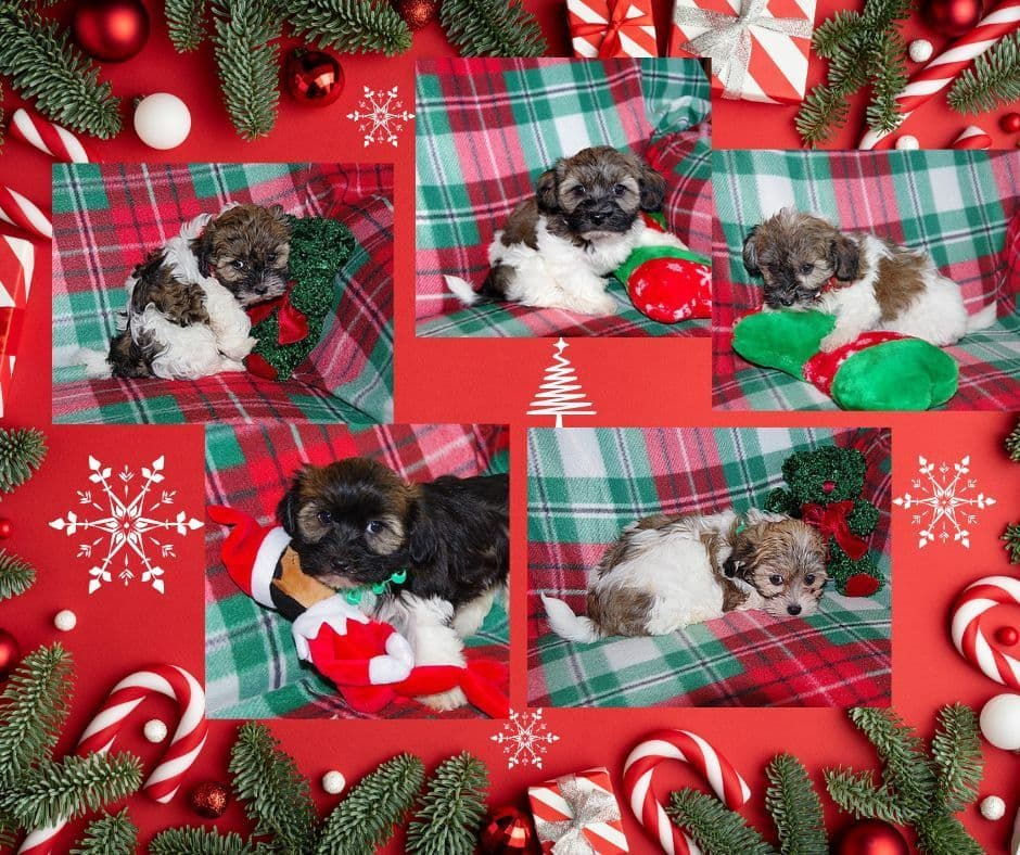 Havanese Puppies breeder image 8