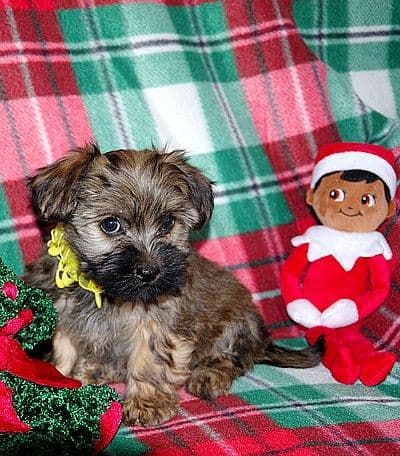 Havanese Puppies breeder image 9