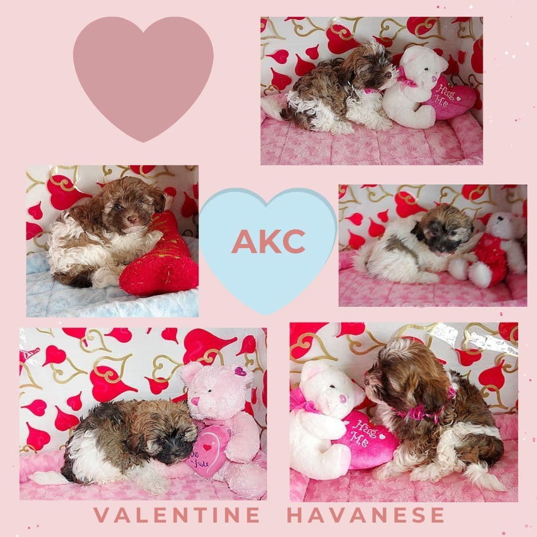 Havanese Puppies breeder image 10