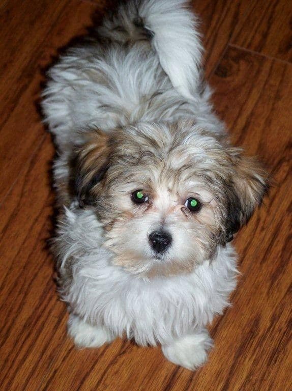 Havanese Puppies breeder image 2
