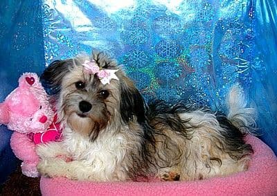 Havanese Puppies breeder image 11