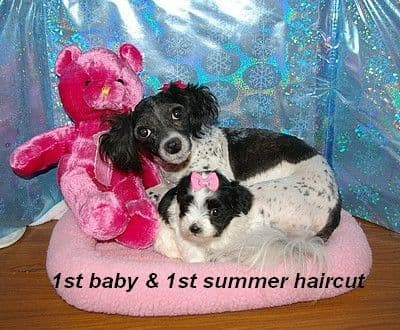 Havanese Puppies breeder image 12