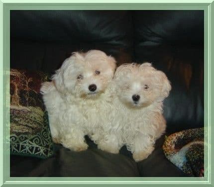 Havanese Puppies breeder image 13