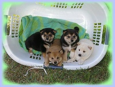 Havanese Puppies breeder image 5