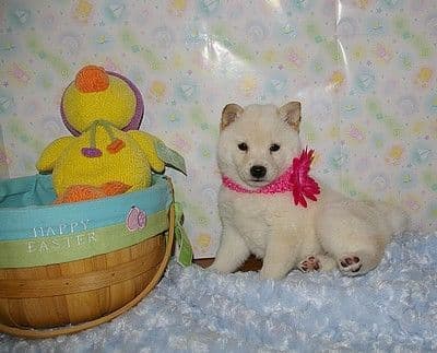 Havanese Puppies breeder image 17
