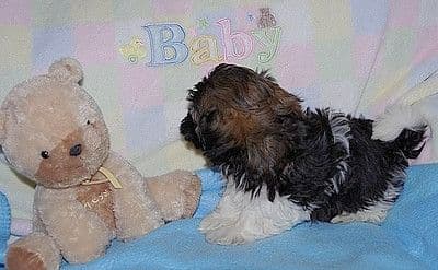 Havanese Puppies media 2