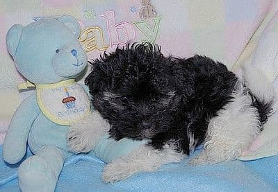 Havanese Puppies media 3