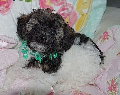 Havanese Puppies media 4
