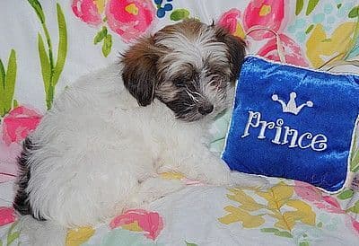 Havanese Puppies media 5
