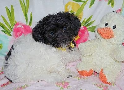 Havanese Puppies media 6