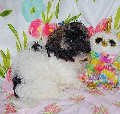 Havanese Puppies media 7