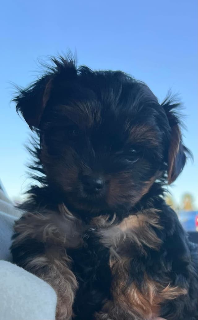 Yorkshire Terrier Puppies media 5
