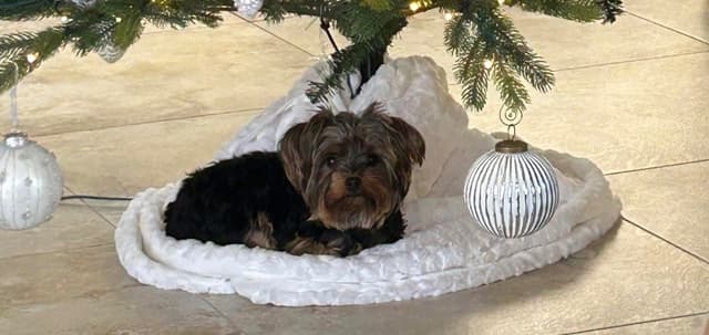 Yorkshire Terrier Puppies media 4